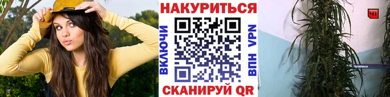 Бошки марихуана Amnesia  купить наркотики цена  Магас 